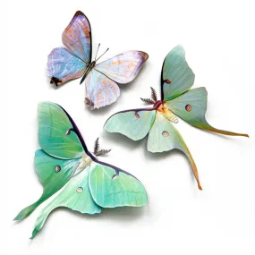 'Spring' Luna Moth Set